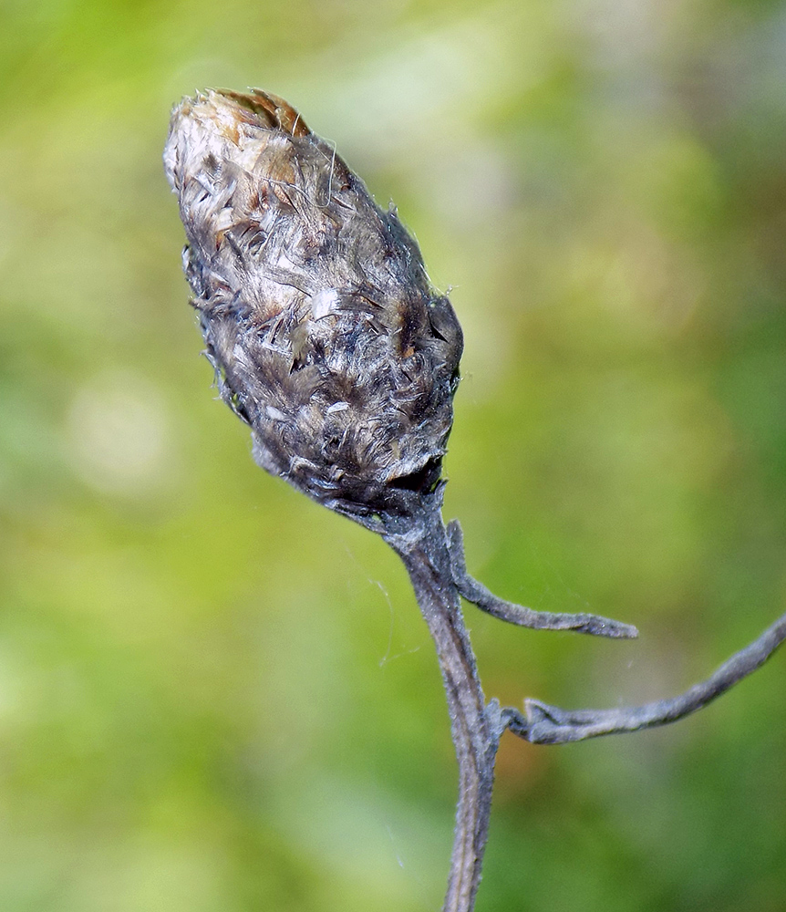 Image of Centaurea jacea ssp. substituta specimen.