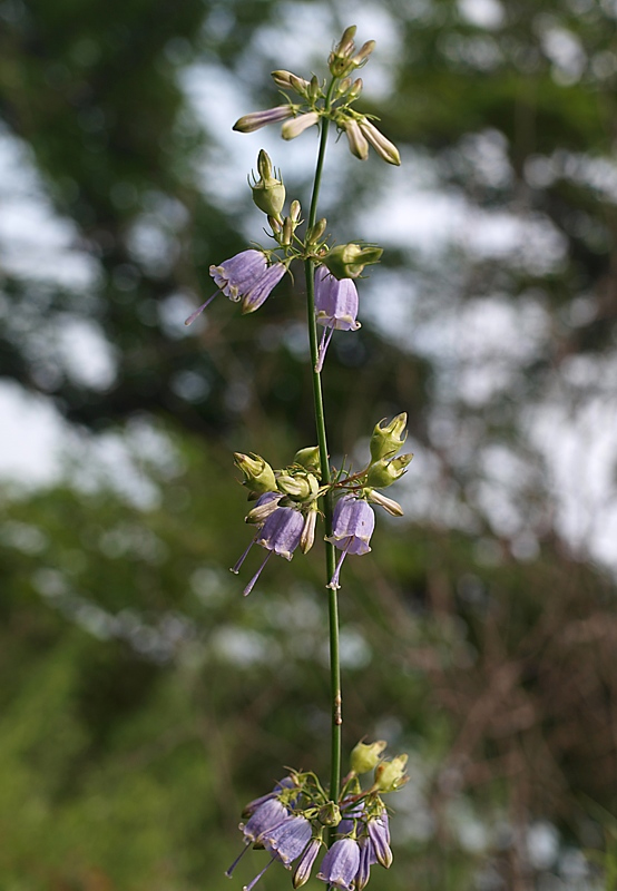 Image of Adenophora verticillata specimen.