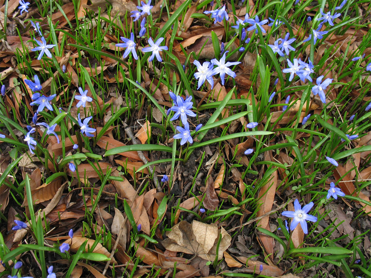 Изображение особи Chionodoxa luciliae.