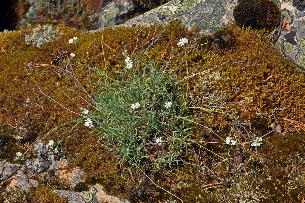 Изображение особи Gypsophila uralensis.