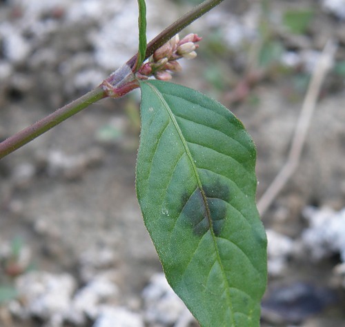 Image of Persicaria lapathifolia specimen.