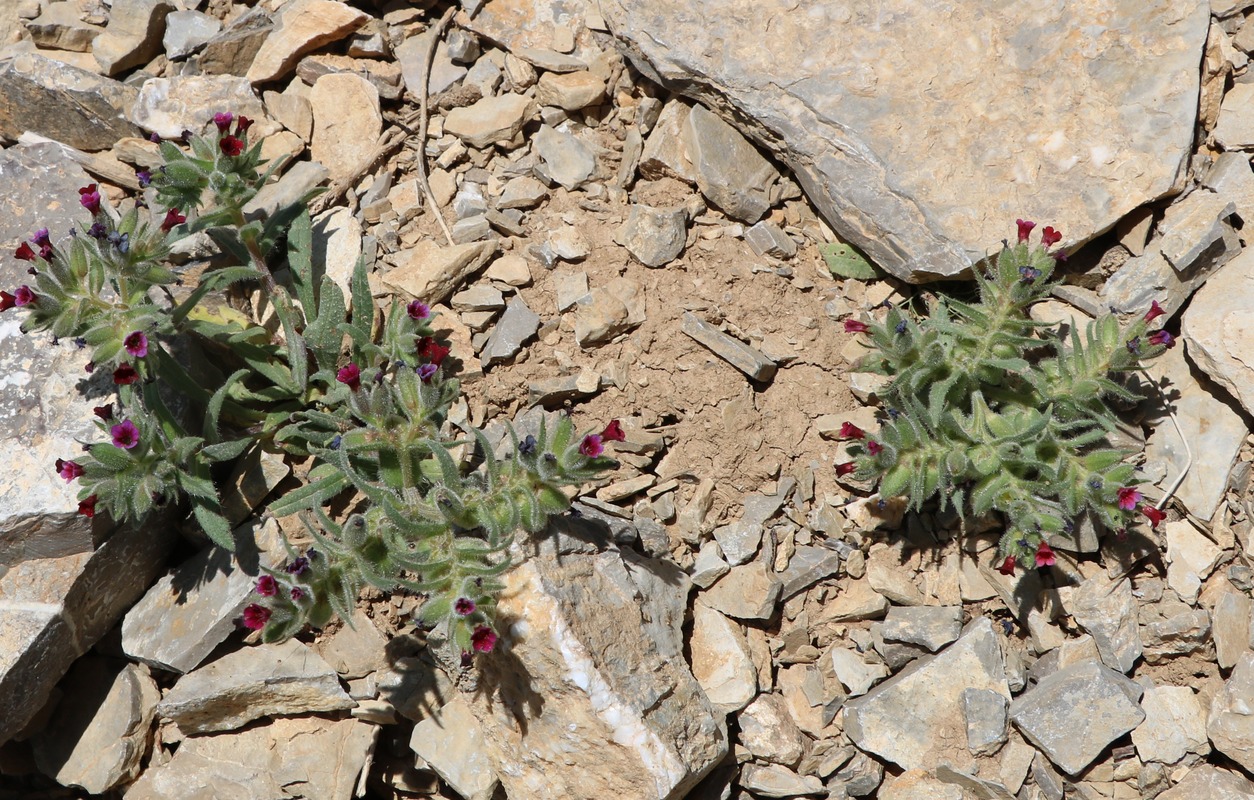 Image of Nonea caspica specimen.