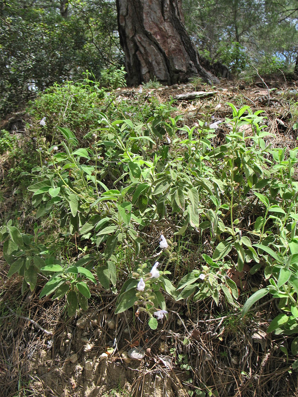 Изображение особи Salvia fruticosa.