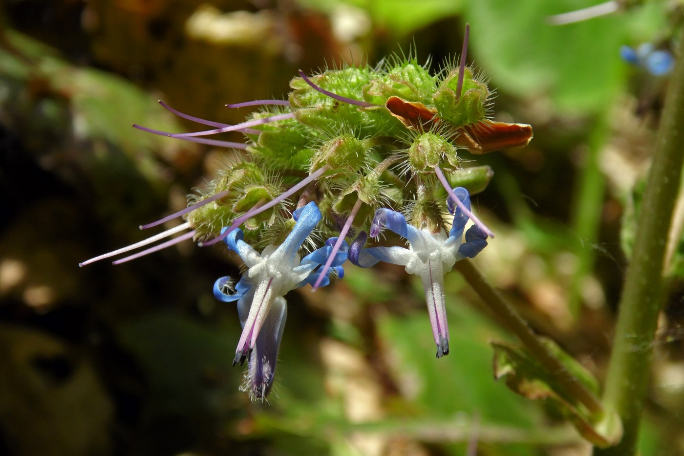 Изображение особи Trachystemon orientalis.