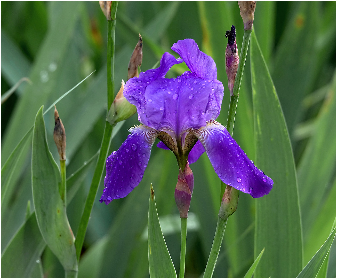 Изображение особи Iris nyaradyana.