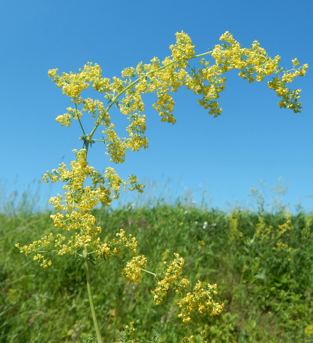 Image of Galium verum specimen.