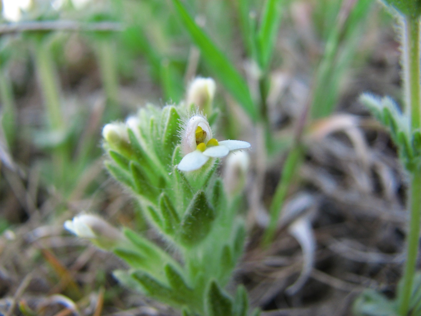 Image of Parentucellia flaviflora specimen.