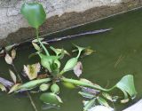 Eichhornia crassipes