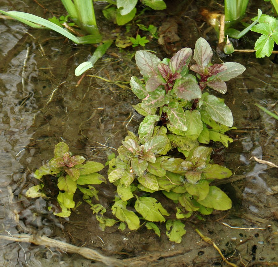 Image of Veronica beccabunga specimen.