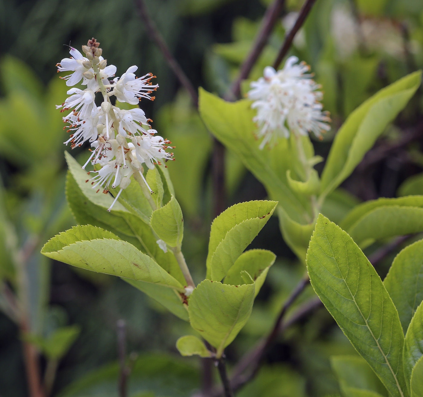 Image of Clethra alnifolia specimen.