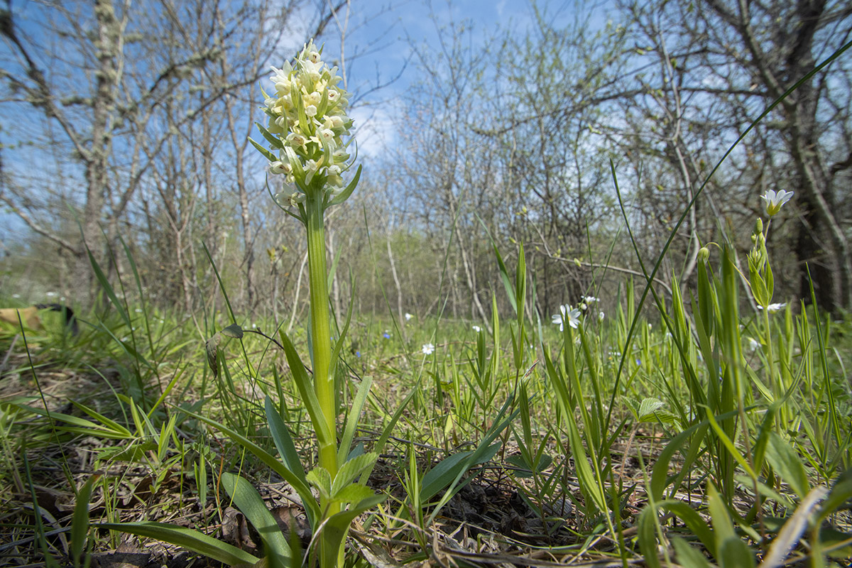 Изображение особи Dactylorhiza romana ssp. georgica.