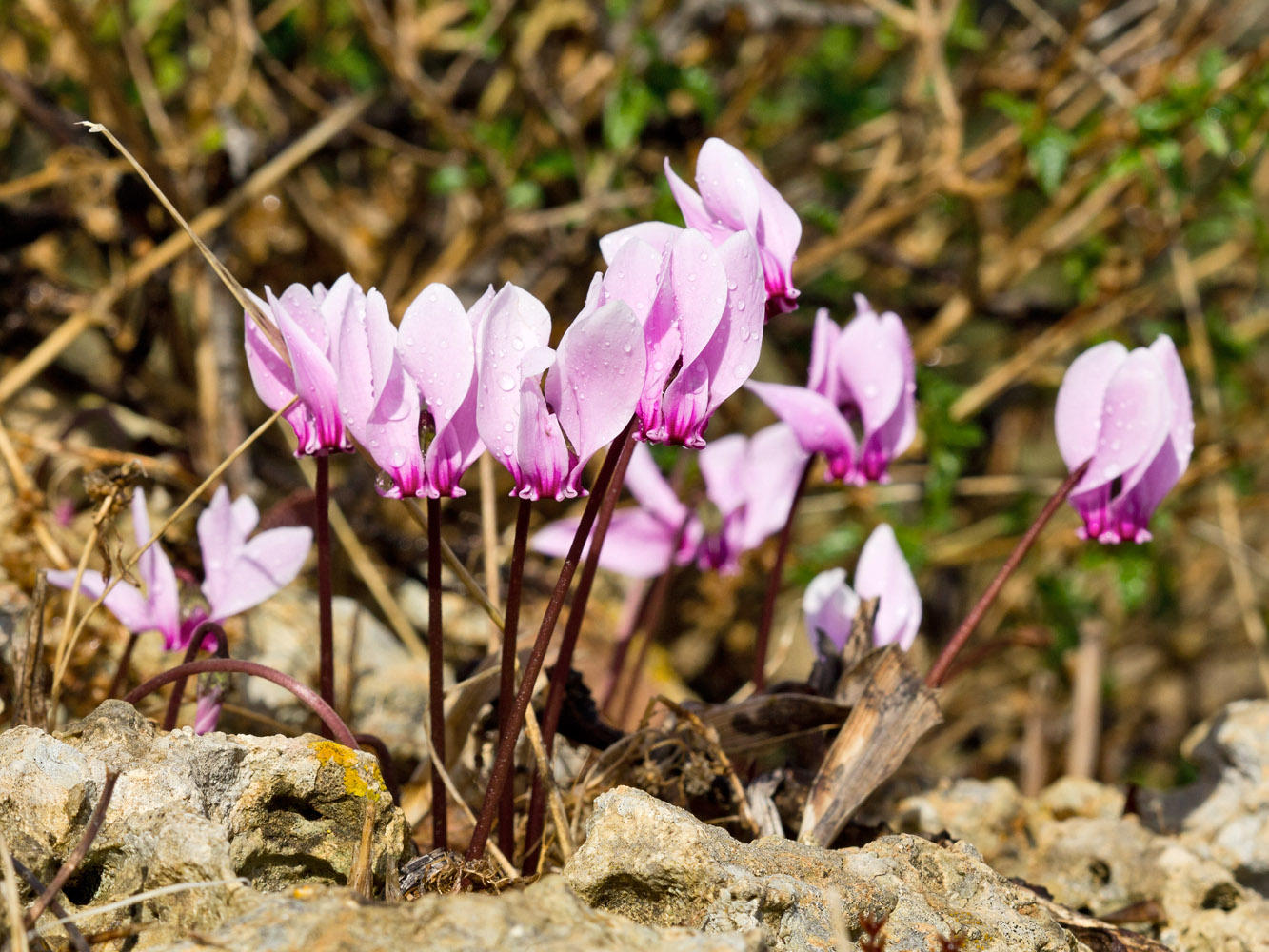 Изображение особи Cyclamen graecum.