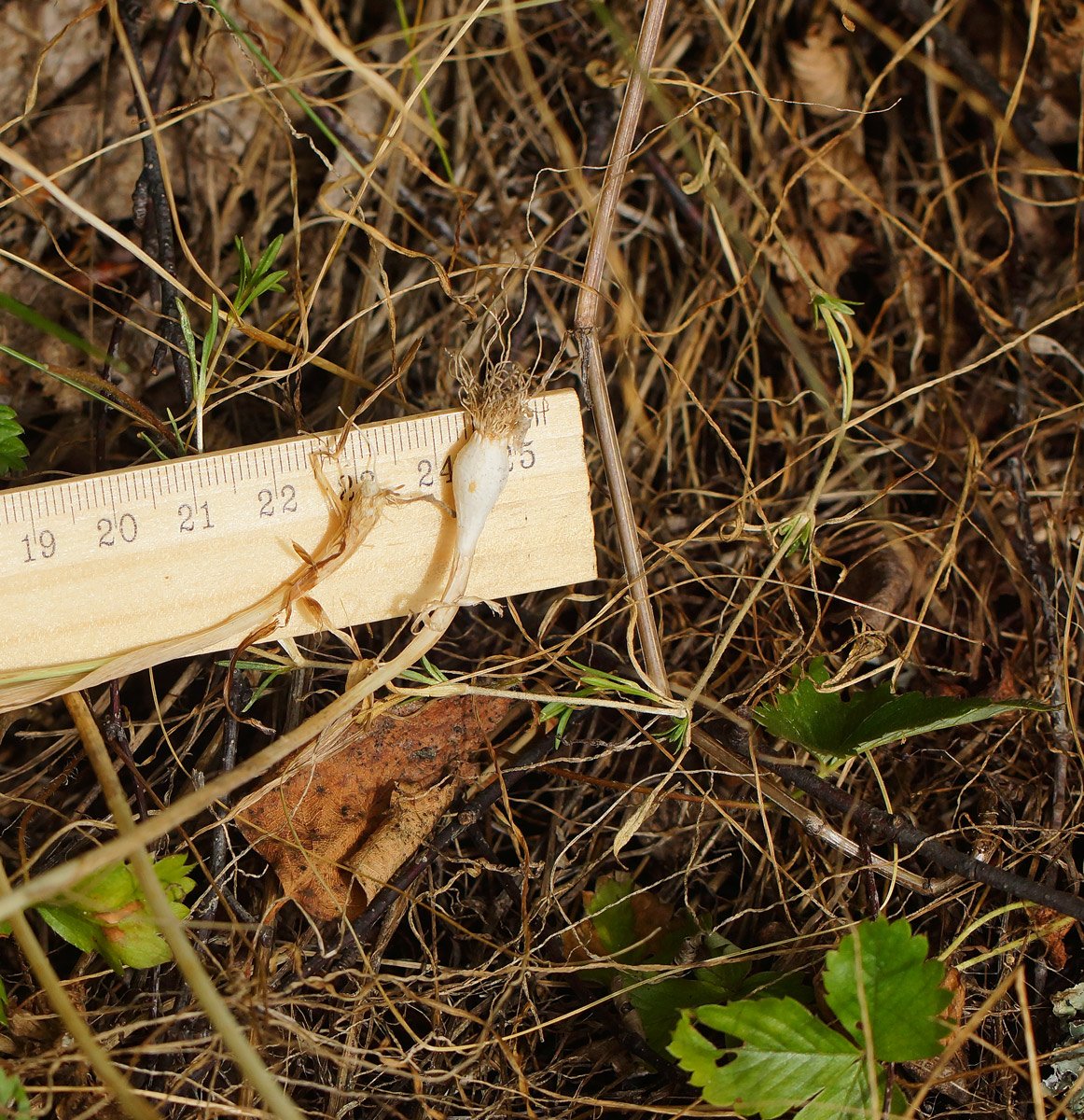 Image of Allium oleraceum specimen.