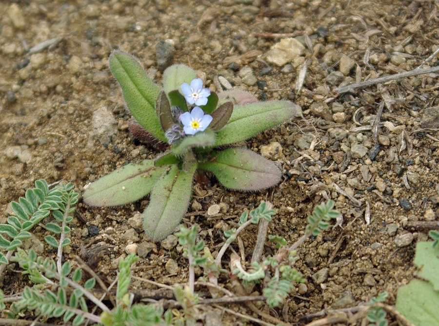 Изображение особи Myosotis heteropoda.