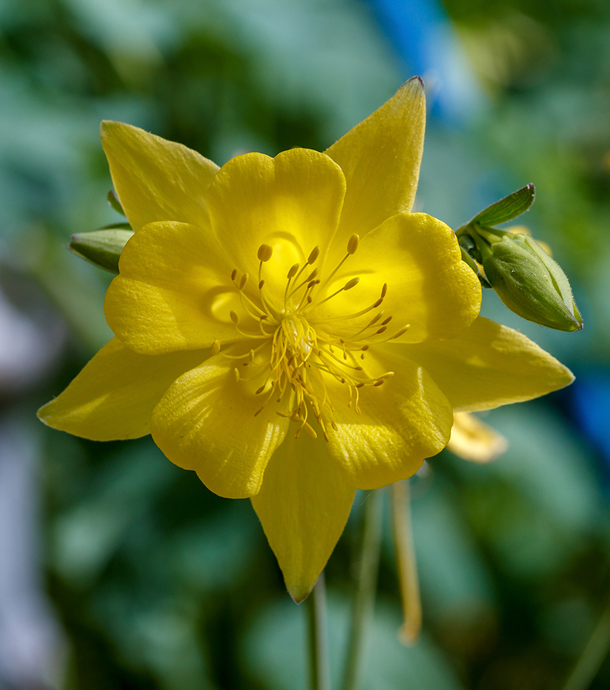 Image of genus Aquilegia specimen.