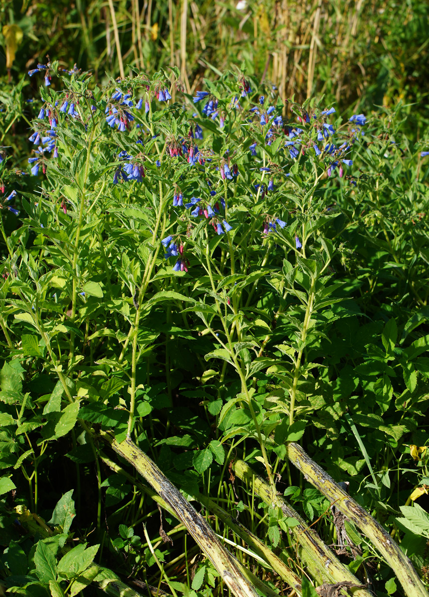 Изображение особи Symphytum asperum.