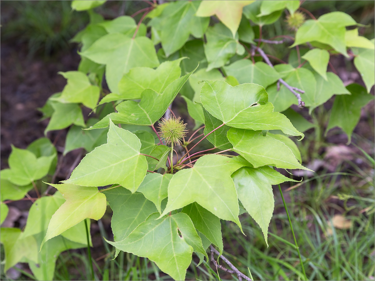 Image of Liquidambar formosana specimen.