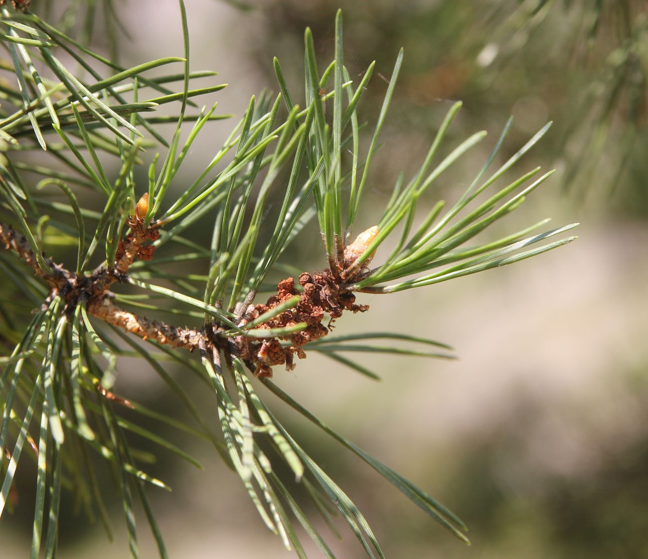 Изображение особи Pinus sylvestris.