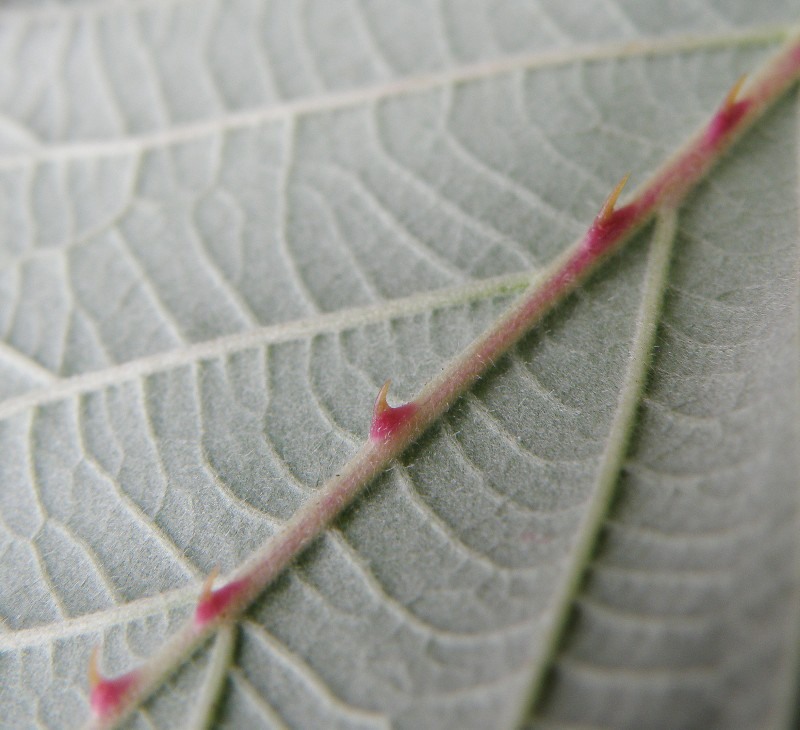 Изображение особи Rubus sanctus.