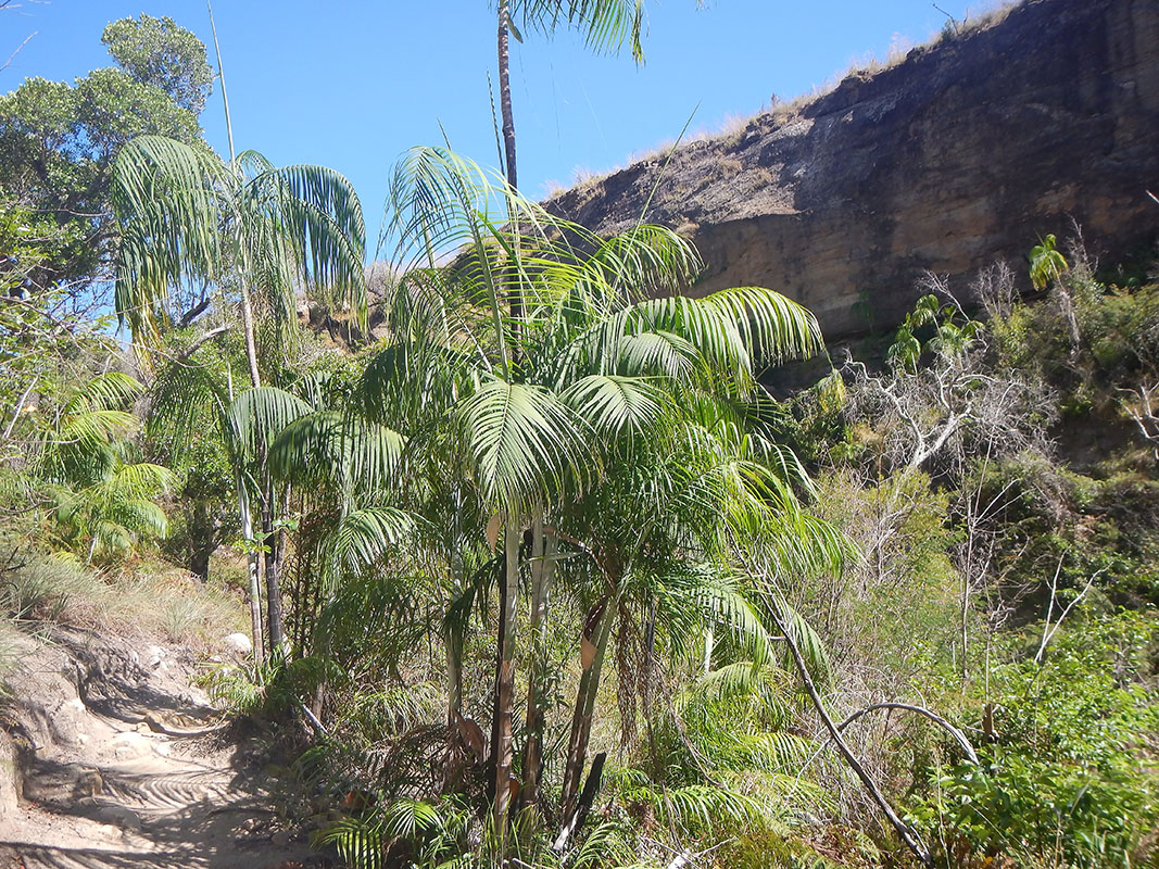 Image of genus Pandanus specimen.