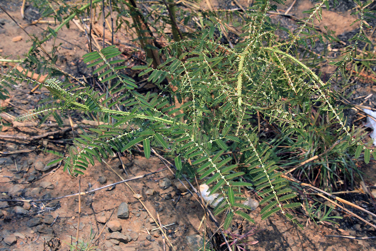 Image of familia Fabaceae specimen.