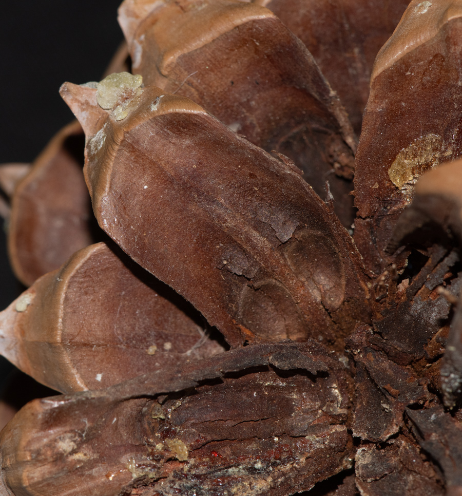 Image of Pinus torreyana specimen.