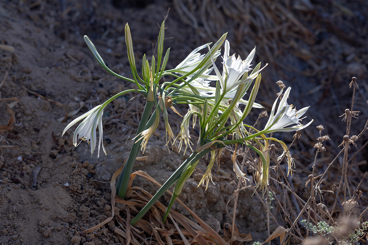 Image of Pancratium maritimum specimen.