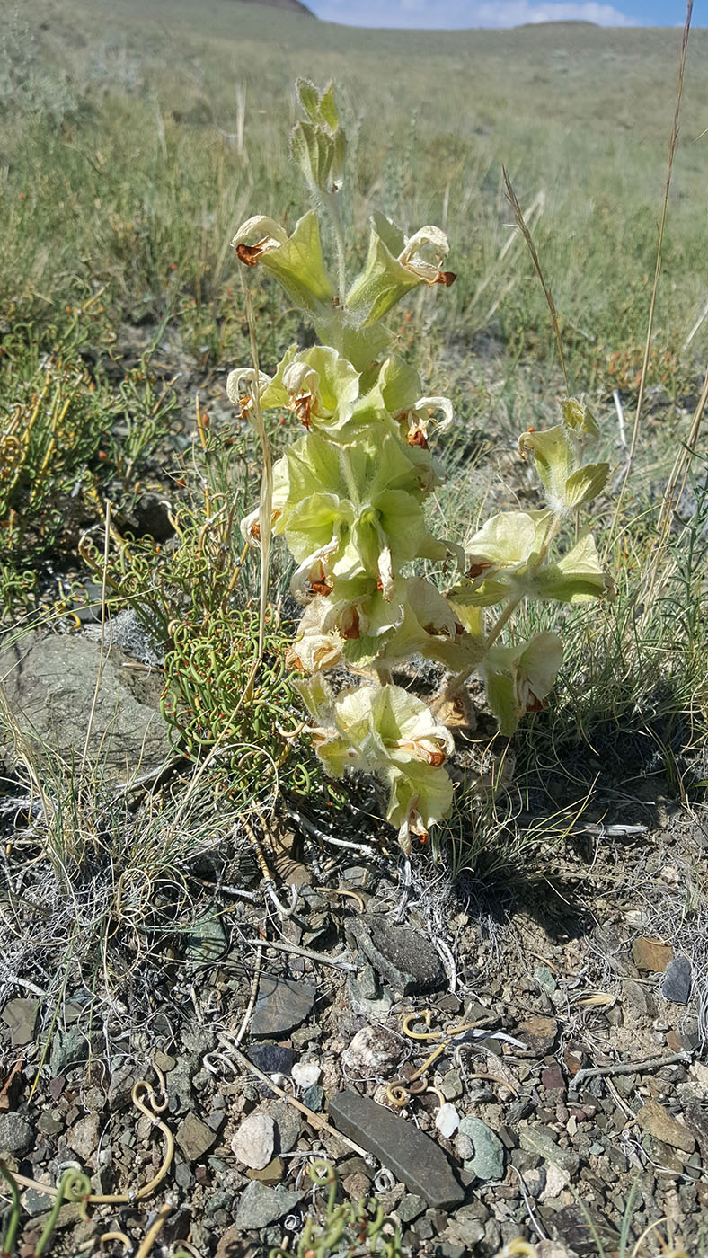 Изображение особи Eremostachys molucelloides.