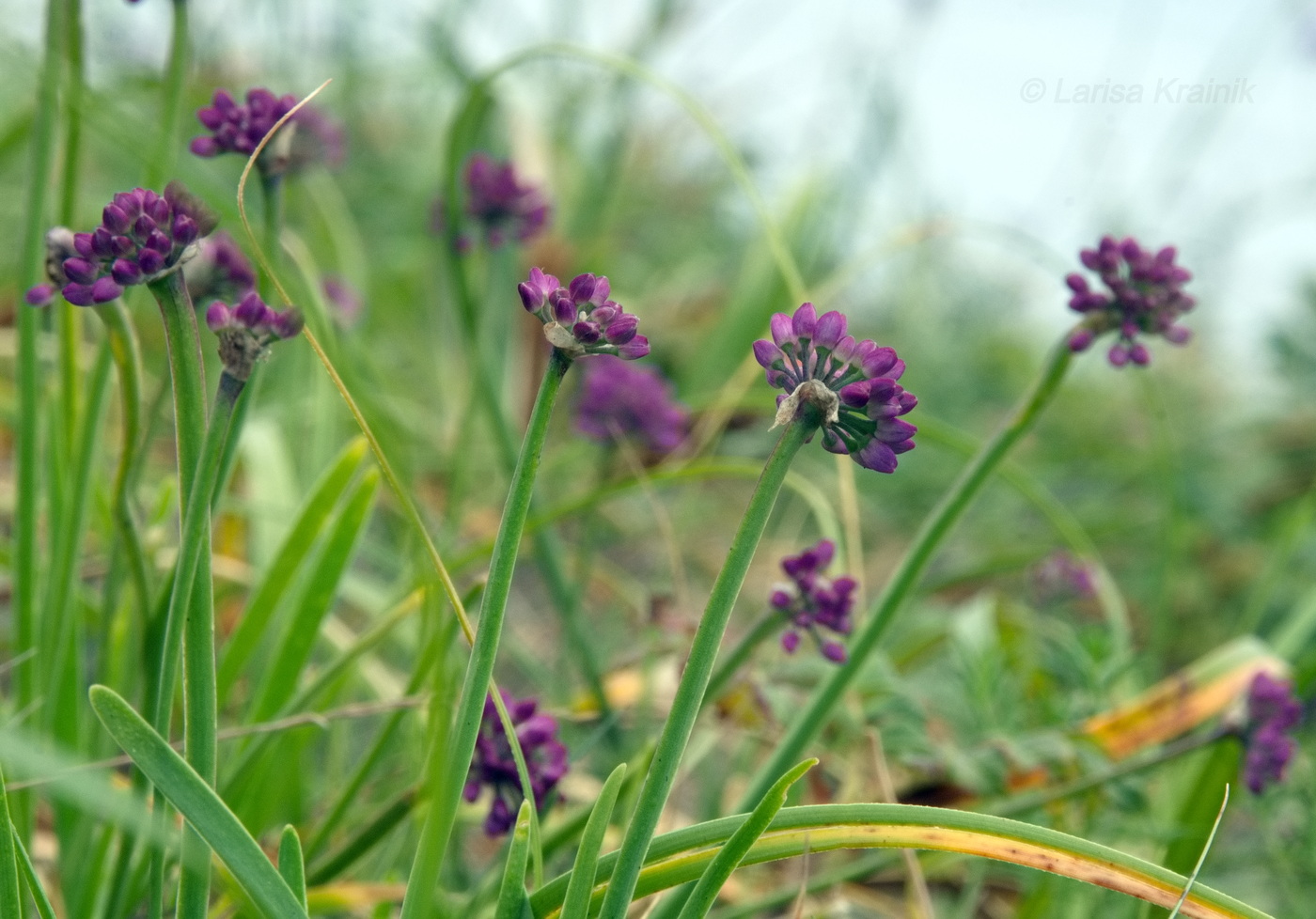 Изображение особи Allium spirale.