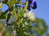 Aconitum macrorhynchum