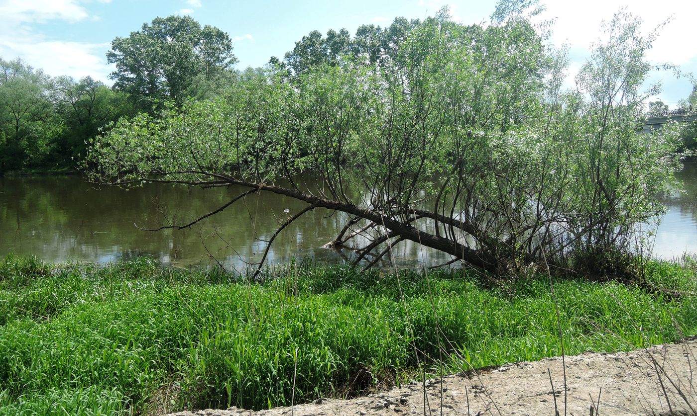 Image of Salix euxina specimen.