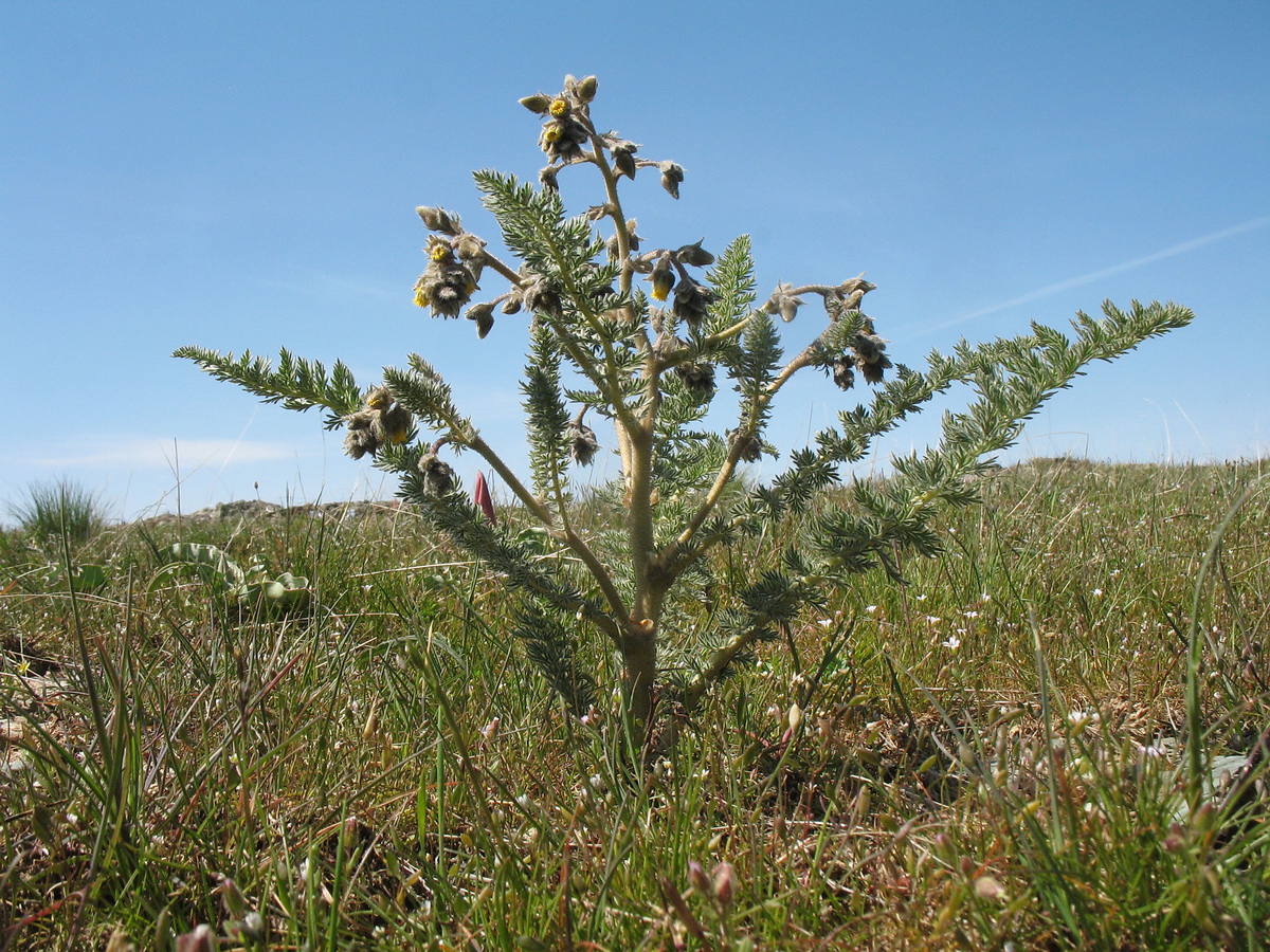 Image of Biebersteinia multifida specimen.