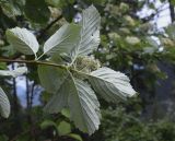 Sorbus aria