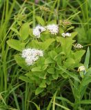 Spiraea betulifolia