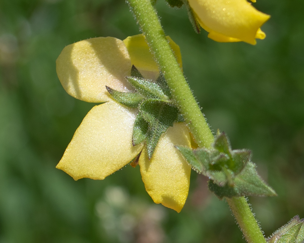 Изображение особи Verbascum virgatum.