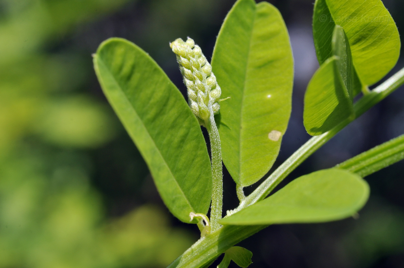 Изображение особи Vicia amurensis.