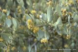 Simmondsia chinensis. Побеги мужского растения с соцветиями. Северная Америка, Мексика, полуостров Баха Калифорния, Гваделупе. 21.04.2010.