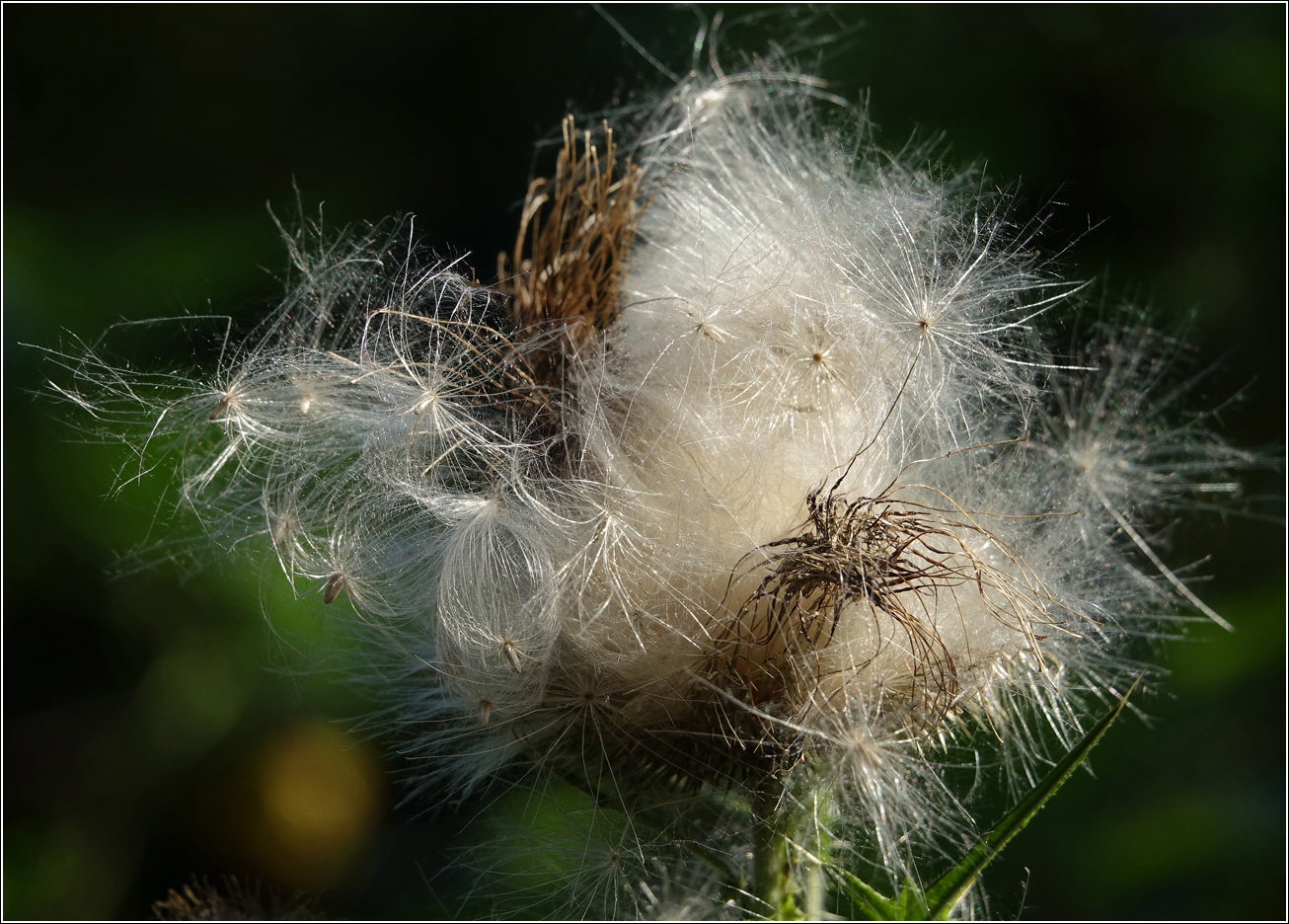 Изображение особи Cirsium vulgare.