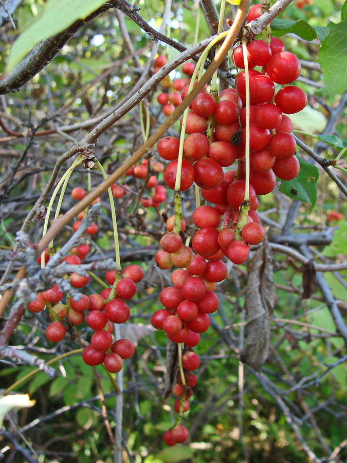 Изображение особи Schisandra chinensis.