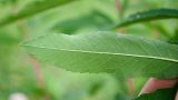 Spiraea salicifolia