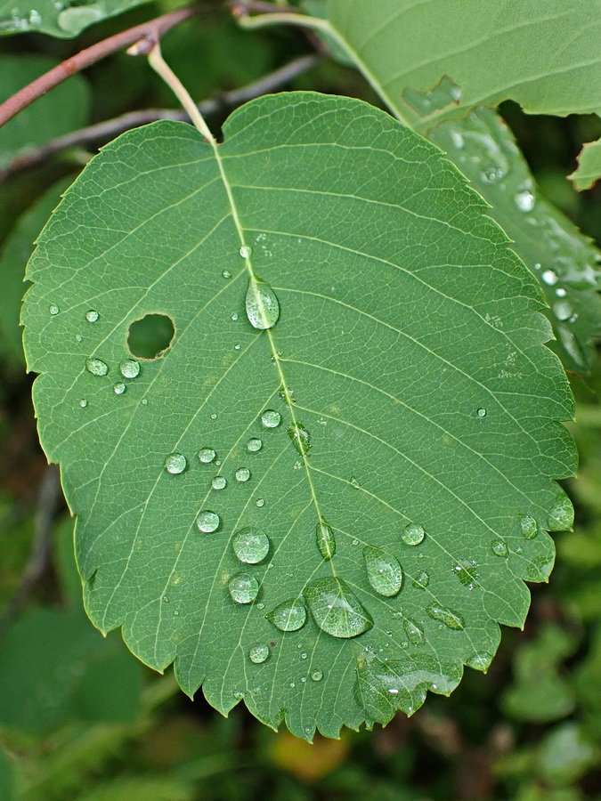 Изображение особи род Amelanchier.