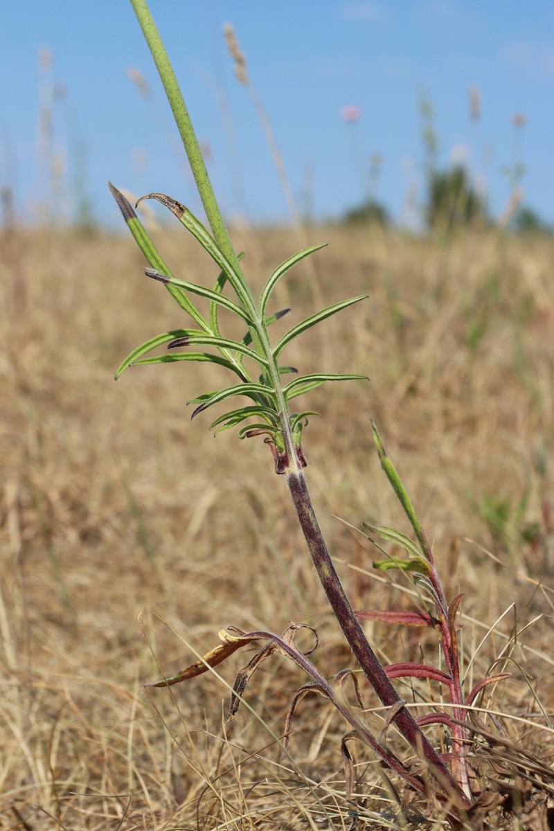 Image of Knautia arvensis specimen.