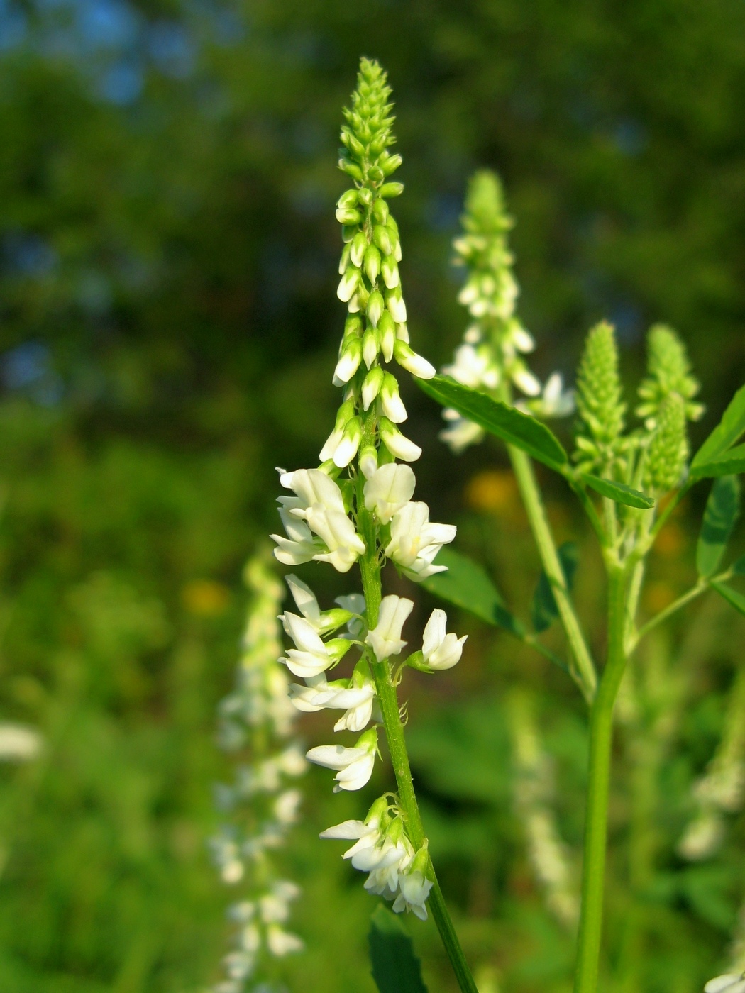 Image of Melilotus albus specimen.