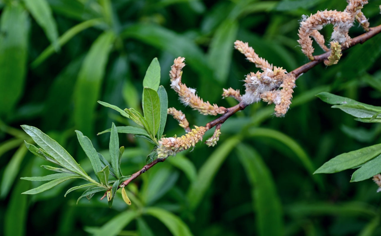 Image of genus Salix specimen.