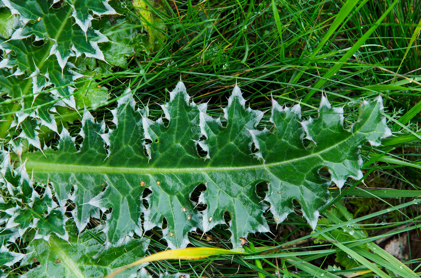 Image of Carduus thoermeri specimen.