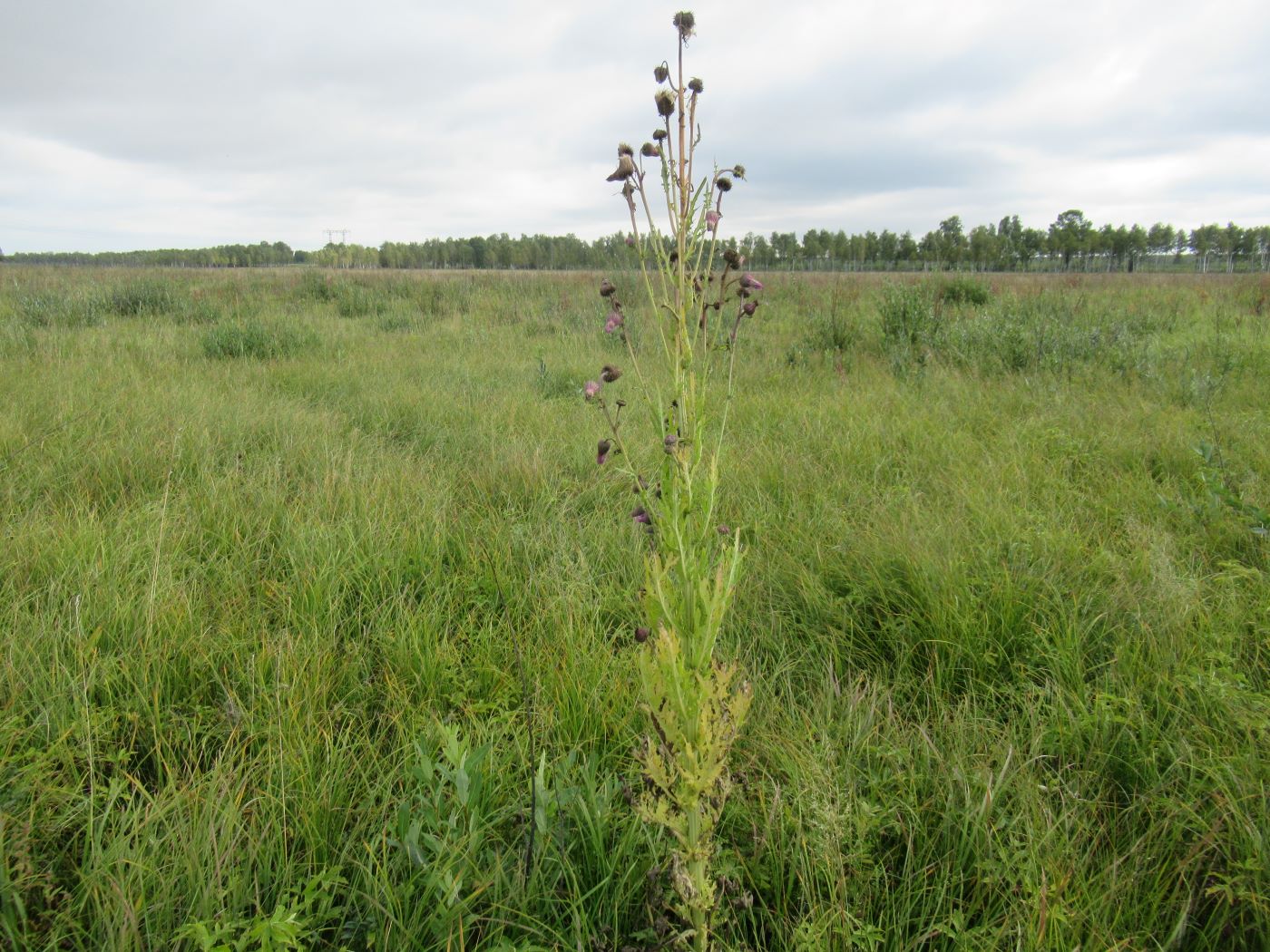 Изображение особи Cirsium pendulum.