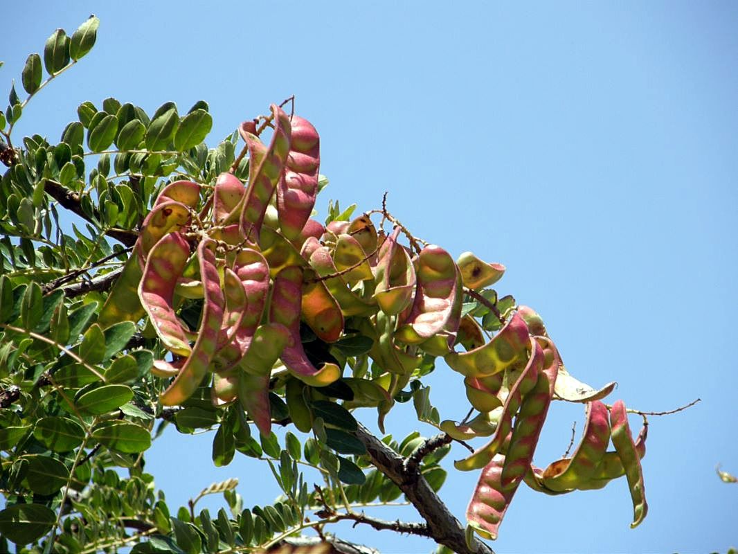 Изображение особи Caesalpinia spinosa.