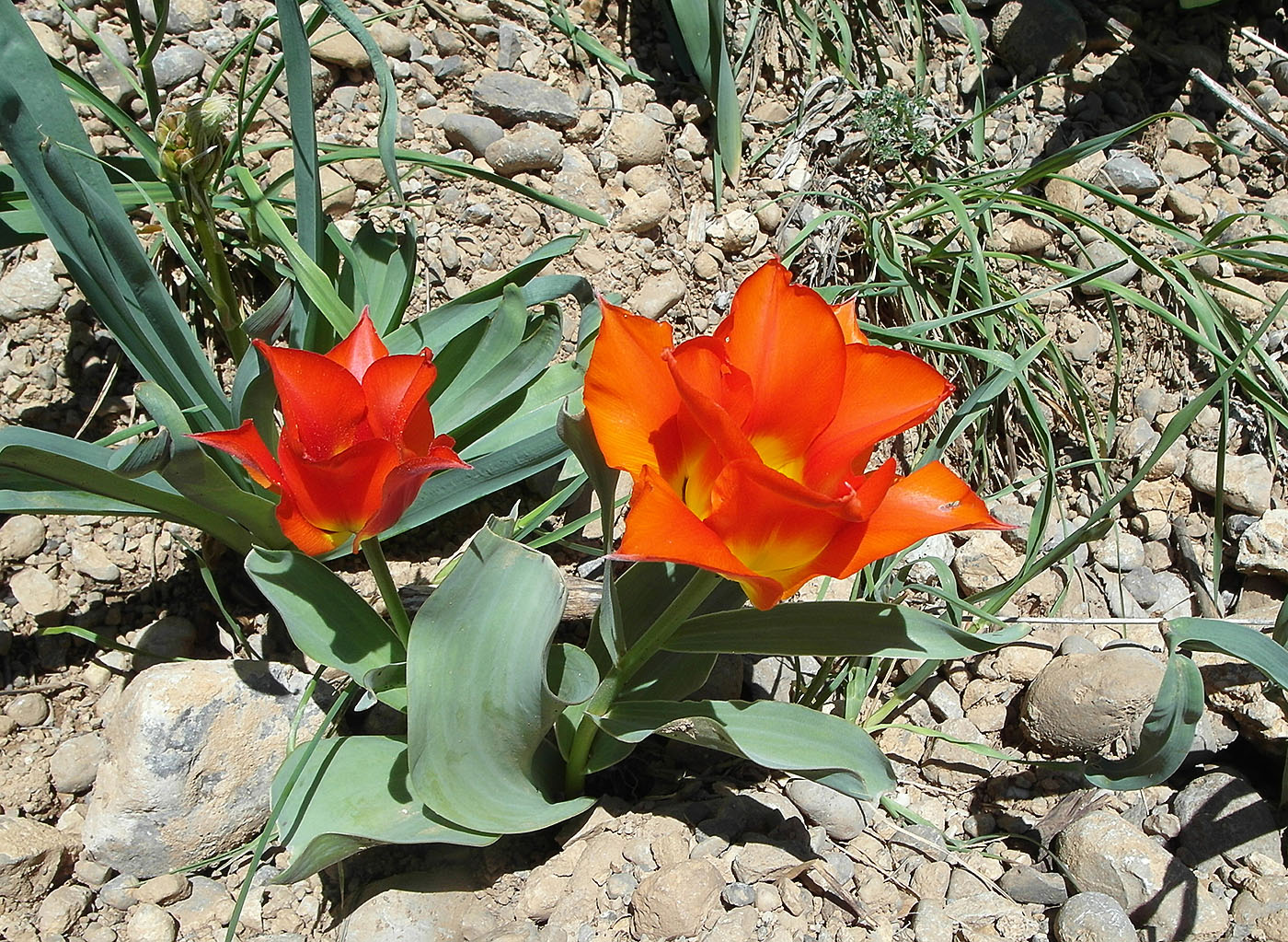 Image of Tulipa greigii specimen.