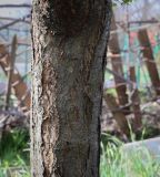 Prunus cerasifera. Часть ствола. Ростовская обл., г. Донецк, озеленение. 09.04.2024.