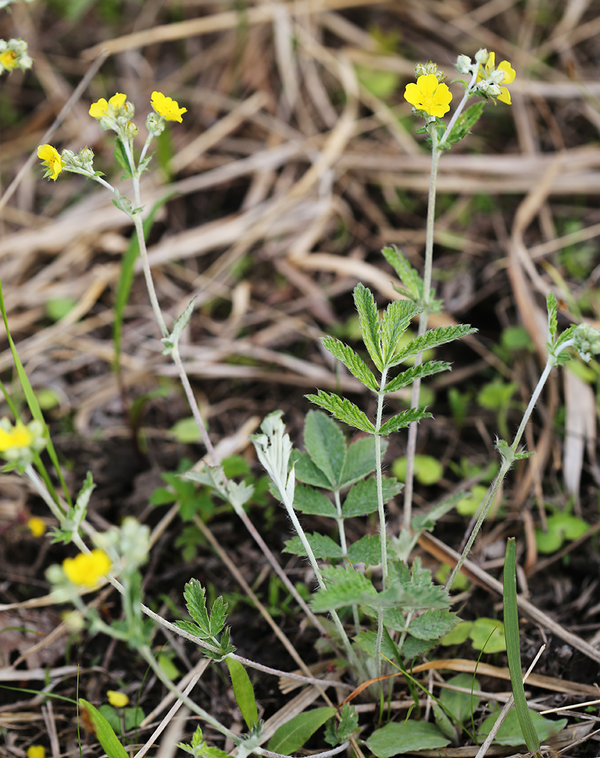 Изображение особи Potentilla discolor.